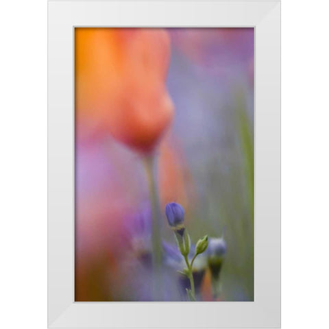 California, Abstract of poppies and gilia flowers White Modern Wood Framed Art Print by Anon, Ellen