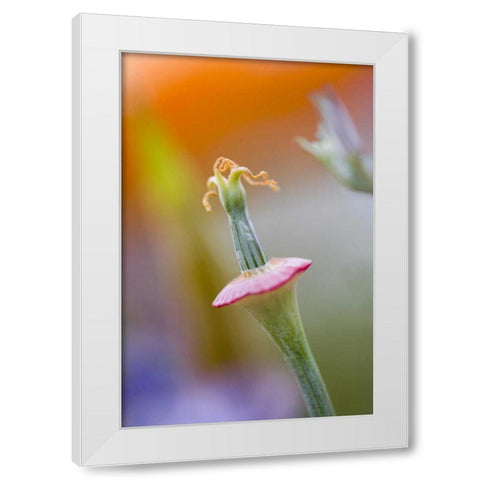 California, Poppy flower without petals White Modern Wood Framed Art Print by Anon, Ellen