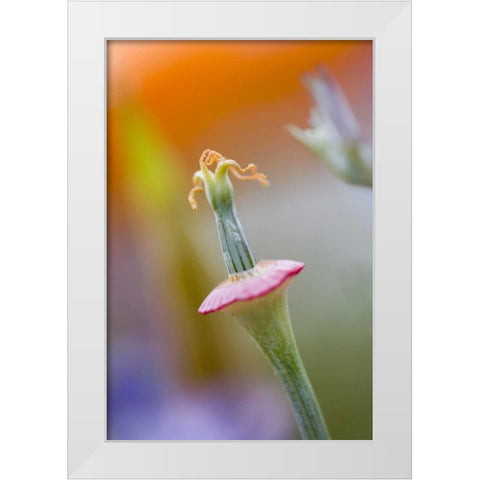 California, Poppy flower without petals White Modern Wood Framed Art Print by Anon, Ellen
