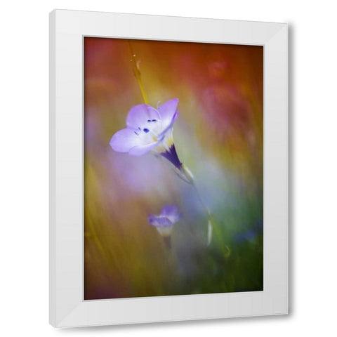 California, Abstract of gilia amidst flowers White Modern Wood Framed Art Print by Anon, Ellen