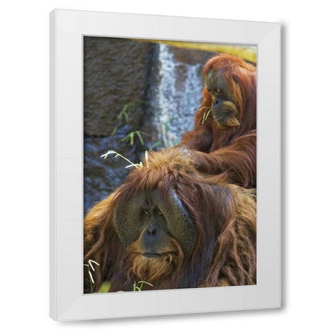 California, Sacramento Sumatran orangutans White Modern Wood Framed Art Print by Flaherty, Dennis