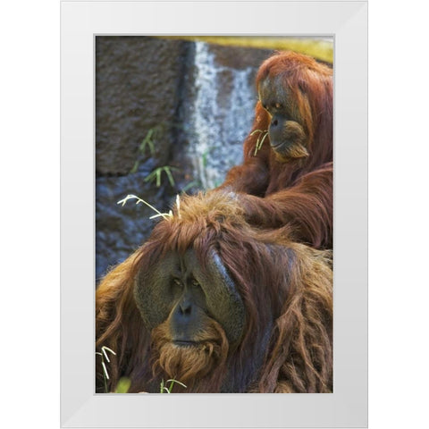 California, Sacramento Sumatran orangutans White Modern Wood Framed Art Print by Flaherty, Dennis