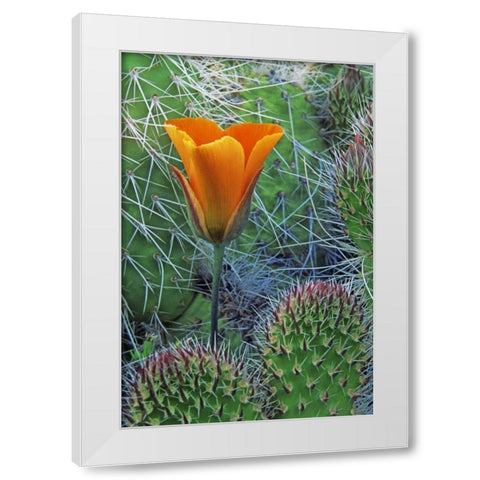 CA, Death Valley NP Mariposa tulip amid cacti White Modern Wood Framed Art Print by Flaherty, Dennis