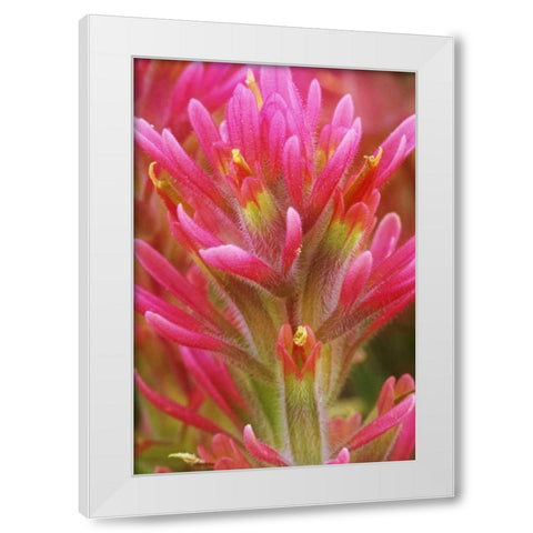 CA, Indian paintbrush in the Great Basin Desert White Modern Wood Framed Art Print by Flaherty, Dennis