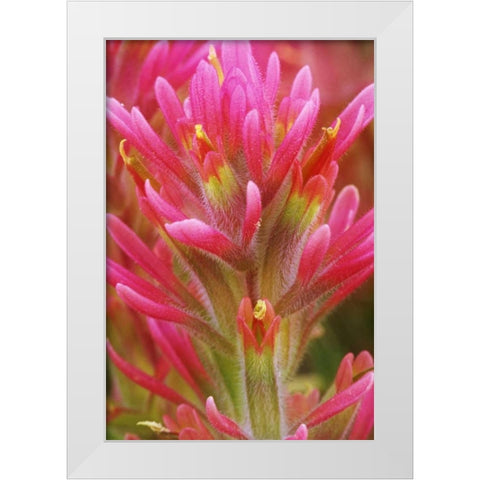 CA, Indian paintbrush in the Great Basin Desert White Modern Wood Framed Art Print by Flaherty, Dennis