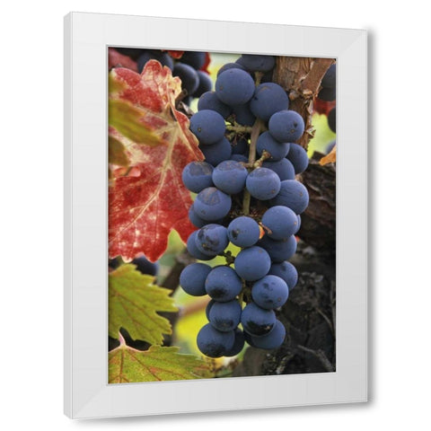 CA, Detail of Cabernet Sauvignon grapes White Modern Wood Framed Art Print by Flaherty, Dennis