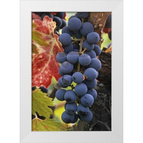 CA, Detail of Cabernet Sauvignon grapes White Modern Wood Framed Art Print by Flaherty, Dennis