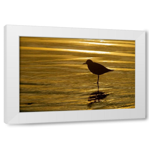 CA, La Jolla Shores Black-bellied plover White Modern Wood Framed Art Print by Morris, Arthur
