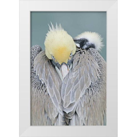 CA, La Jolla Brown pelican adult portrait White Modern Wood Framed Art Print by Morris, Arthur