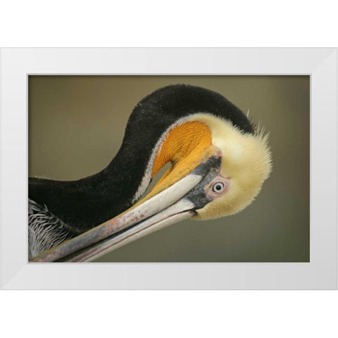 California, La Jolla Brown pelican preening White Modern Wood Framed Art Print by Morris, Arthur