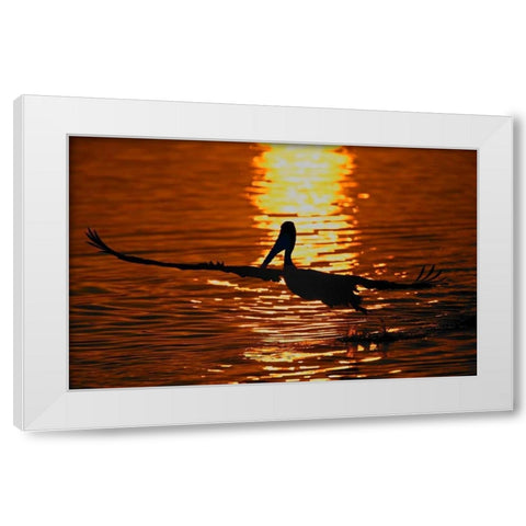 CA, Bolsa Chica Lagoon Brown pelican takes off White Modern Wood Framed Art Print by Morris, Arthur