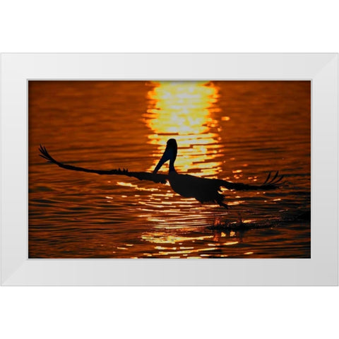 CA, Bolsa Chica Lagoon Brown pelican takes off White Modern Wood Framed Art Print by Morris, Arthur