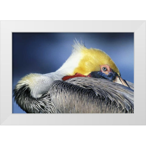CA, La Jolla Brown pelican resting and watchful White Modern Wood Framed Art Print by Morris, Arthur