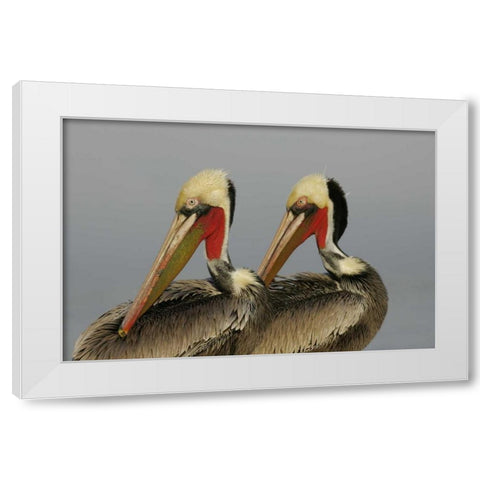 CA, La Jolla Brown pelicans preening in rhythm White Modern Wood Framed Art Print by Morris, Arthur