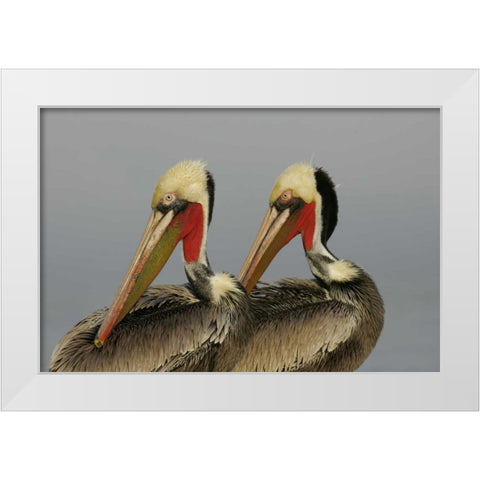 CA, La Jolla Brown pelicans preening in rhythm White Modern Wood Framed Art Print by Morris, Arthur