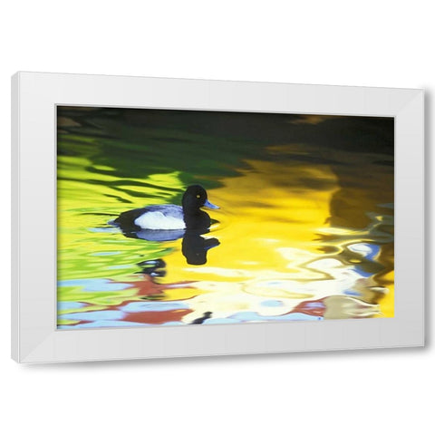 CA, Coronado Lesser scaup in water reflections White Modern Wood Framed Art Print by Morris, Arthur