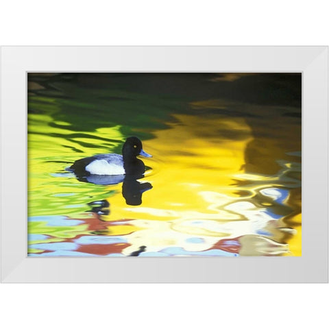 CA, Coronado Lesser scaup in water reflections White Modern Wood Framed Art Print by Morris, Arthur
