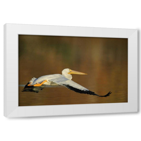 CA, Santee Lakes Park White pelican in flight White Modern Wood Framed Art Print by Morris, Arthur