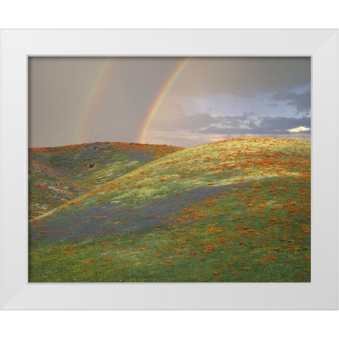CA Hills with wildflowers and a double rainbow White Modern Wood Framed Art Print by Zuckerman, Jim