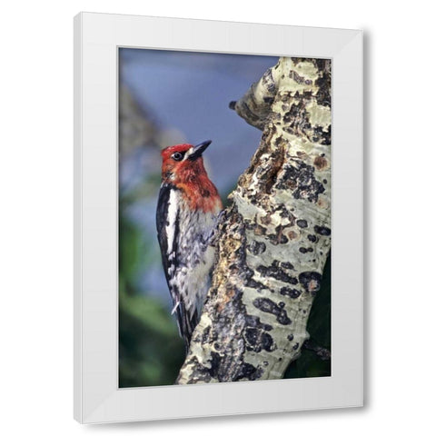 CA, Eastern Sierras, Male red-breasted sapsucker White Modern Wood Framed Art Print by Welling, Dave