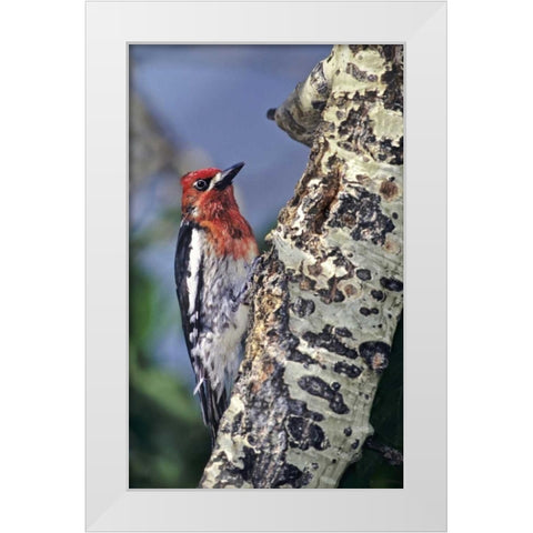 CA, Eastern Sierras, Male red-breasted sapsucker White Modern Wood Framed Art Print by Welling, Dave