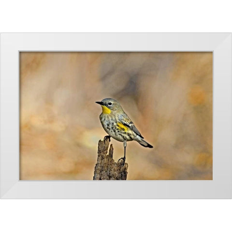 CA, Los Angeles Male yellow-rumped warbler White Modern Wood Framed Art Print by Welling, Dave