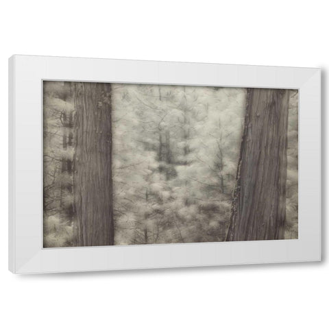 CA, Yosemite Pine trees in a snowstorm White Modern Wood Framed Art Print by Anon, Josh