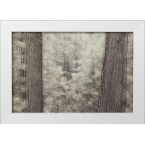 CA, Yosemite Pine trees in a snowstorm White Modern Wood Framed Art Print by Anon, Josh