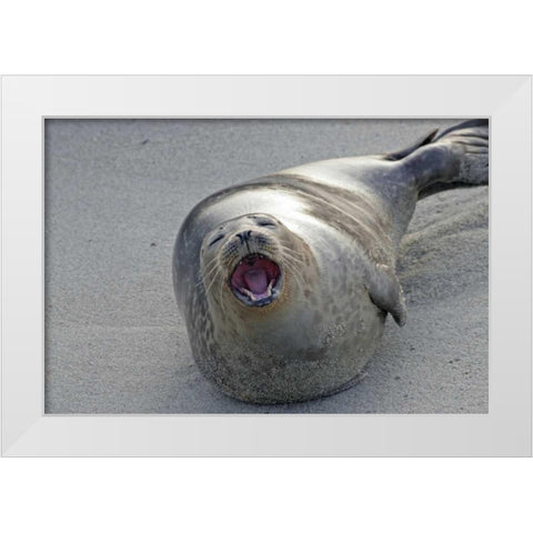 CA, San Diego Co Harbor seal yawning on beach White Modern Wood Framed Art Print by Illg, Cathy and Gordon