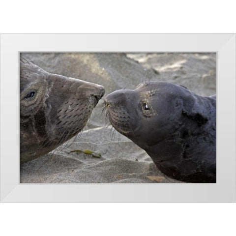 CA, Northern elephant seal and pup greeting White Modern Wood Framed Art Print by Illg, Cathy and Gordon