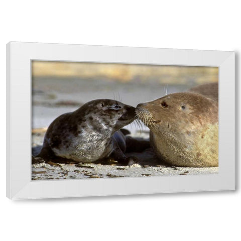 CA, La Jolla Wild harbor seal mother and pup White Modern Wood Framed Art Print by Welling, Dave