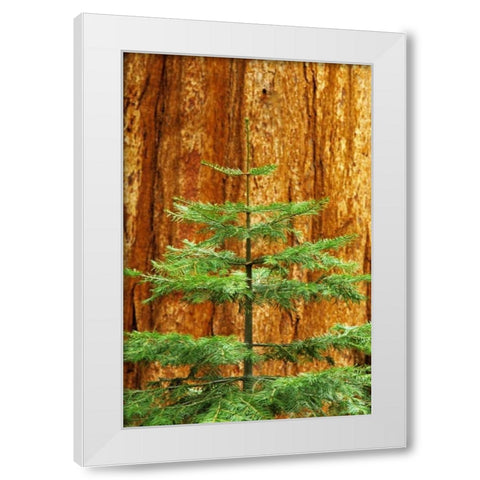 CA, Yosemite Sequoia tree in the Mariposa Grove White Modern Wood Framed Art Print by Flaherty, Dennis