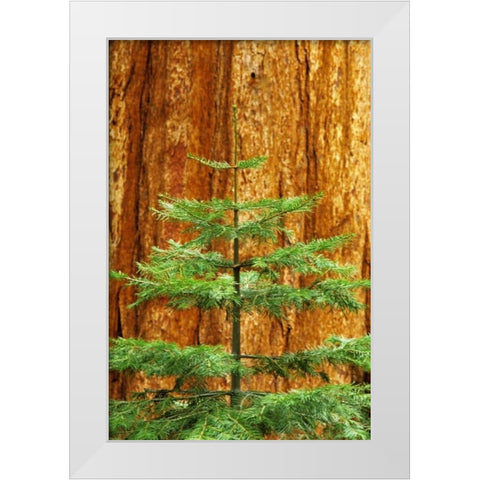 CA, Yosemite Sequoia tree in the Mariposa Grove White Modern Wood Framed Art Print by Flaherty, Dennis