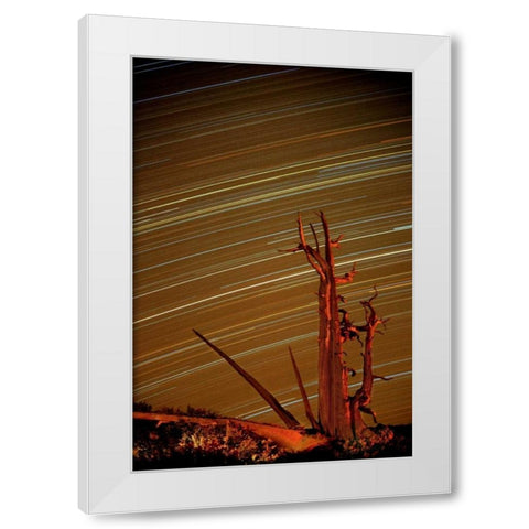 CA, Inyo NF, White Mts Star trails over pine White Modern Wood Framed Art Print by Welling, Dave