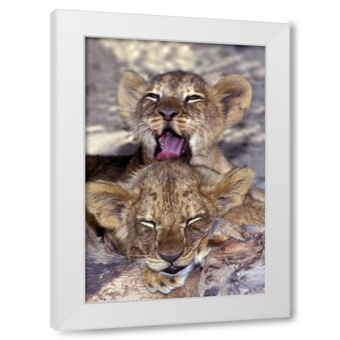 CA, Los Angeles Co, African lion cubs White Modern Wood Framed Art Print by Welling, Dave