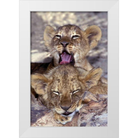 CA, Los Angeles Co, African lion cubs White Modern Wood Framed Art Print by Welling, Dave