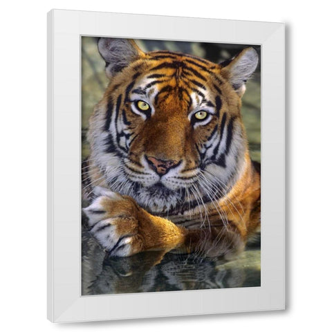CA, Los Angeles Co, Bengal tiger in water White Modern Wood Framed Art Print by Welling, Dave