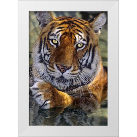 CA, Los Angeles Co, Bengal tiger in water White Modern Wood Framed Art Print by Welling, Dave