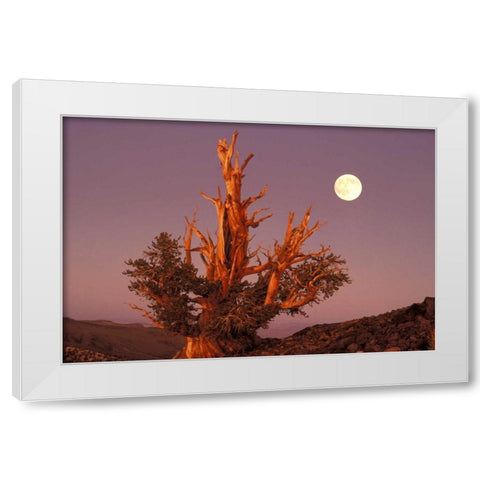 CA, Inyo NF, Full moon rising in Pine Forest White Modern Wood Framed Art Print by Welling, Dave