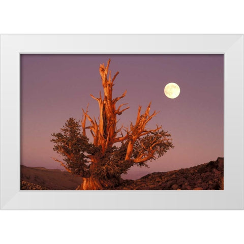 CA, Inyo NF, Full moon rising in Pine Forest White Modern Wood Framed Art Print by Welling, Dave
