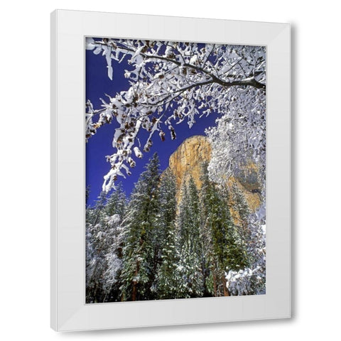 CA, Yosemite El Capitan framed by oaks in winter White Modern Wood Framed Art Print by Welling, Dave