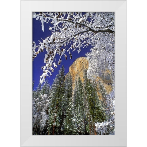 CA, Yosemite El Capitan framed by oaks in winter White Modern Wood Framed Art Print by Welling, Dave