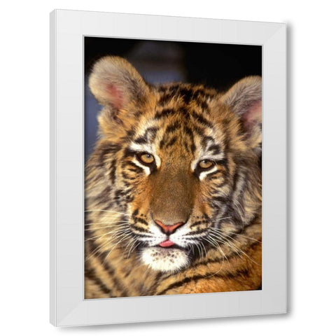 CA, Los Angeles Co, Portrait of Bengal tiger cub White Modern Wood Framed Art Print by Welling, Dave