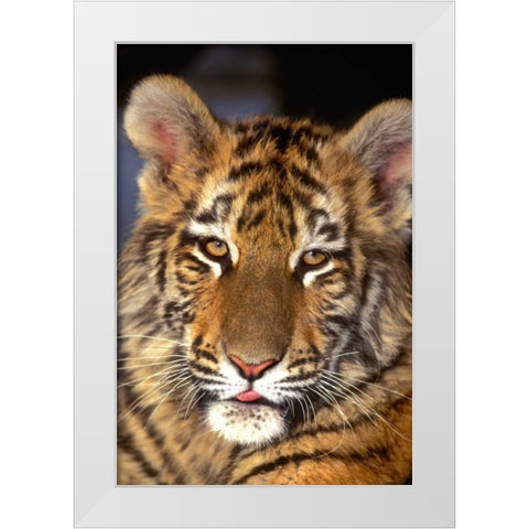 CA, Los Angeles Co, Portrait of Bengal tiger cub White Modern Wood Framed Art Print by Welling, Dave