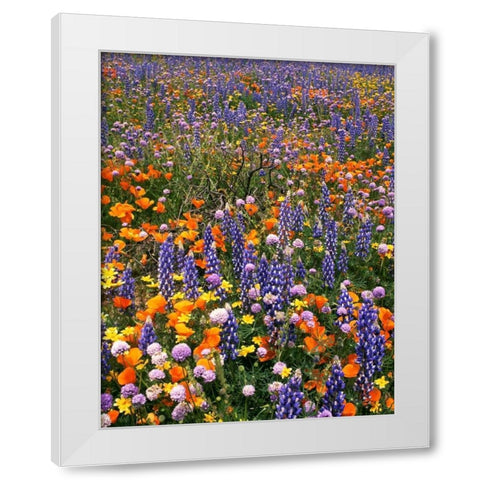 CA, Gorman Field of poppies and lupine flowers White Modern Wood Framed Art Print by Welling, Dave