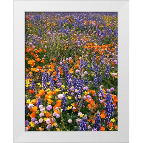 CA, Gorman Field of poppies and lupine flowers White Modern Wood Framed Art Print by Welling, Dave