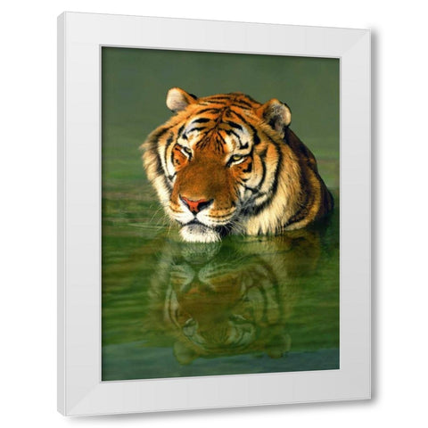 CA, Los Angeles Co, Bengal tiger in water White Modern Wood Framed Art Print by Welling, Dave