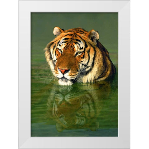 CA, Los Angeles Co, Bengal tiger in water White Modern Wood Framed Art Print by Welling, Dave