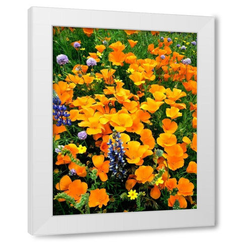 CA, Gorman Field of poppies and Lupines White Modern Wood Framed Art Print by Welling, Dave