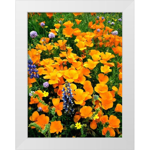 CA, Gorman Field of poppies and Lupines White Modern Wood Framed Art Print by Welling, Dave